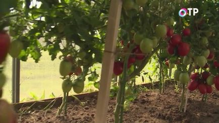 Revizuirea hibrizilor de tomate de agrofirma 