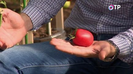 Revizuirea hibrizilor de tomate de agrofirma 