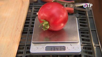 Revizuirea hibrizilor de tomate de agrofirma 
