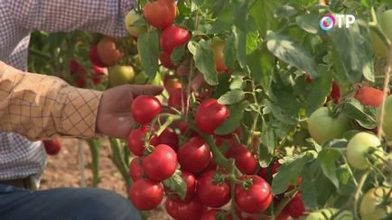 Огляд гібридів томатів агрофірми «партнер»
