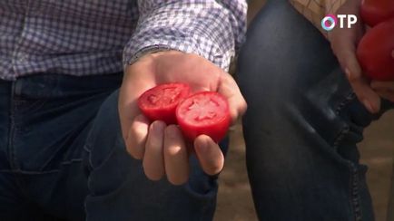 Revizuirea hibrizilor de tomate de agrofirma 