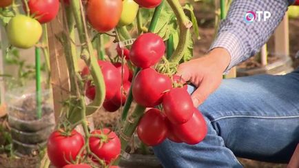 Revizuirea hibrizilor de tomate de agrofirma 