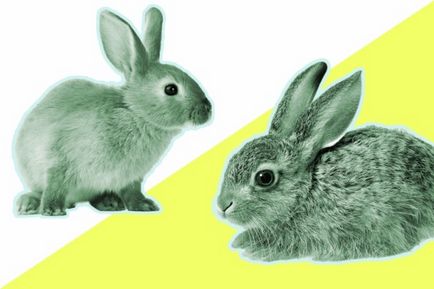 Áttekintés a főbb malacfajták nyulak, a tartása, tenyésztése és fotó (nyúl) Áttekintés a fő marhahús fajták nyulak, a tartása, tenyésztése és fotók