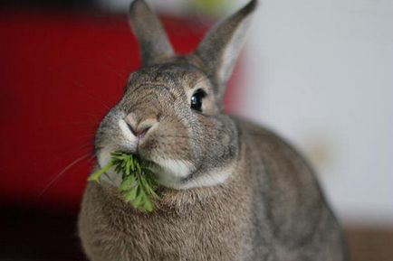 Огляд основних м'ясних порід кроликів, їх зміст, розведення і фото