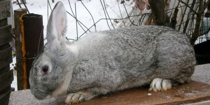 Огляд основних м'ясних порід кроликів, їх зміст, розведення і фото