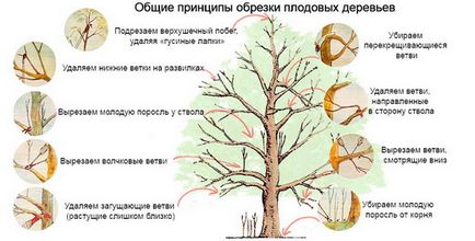 Омолоджуюча обрізка дерев навесні і восени - схеми, норми, відео