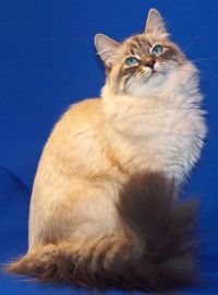 Leírás Neva maskara macska fajták, fotó, árak Karneváli macskák, időtartama