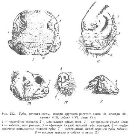 A szervek a szájüreg állatok - minden of Veterinary Medicine