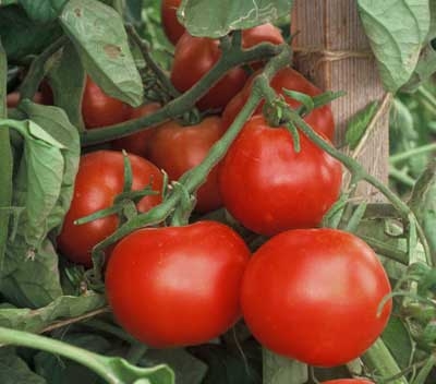 Caracteristici de tomate - explozie - explozie tomate de gradina si gradina