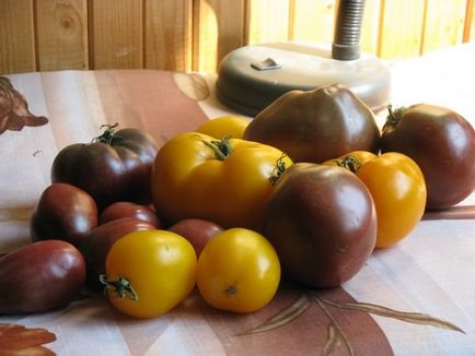 Відгуки про кращих сортах помідор в теплиці