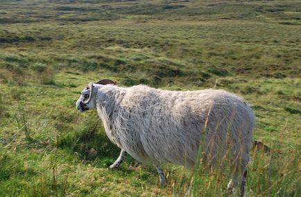Sheep Skóciában fotók és néhány megjegyzést