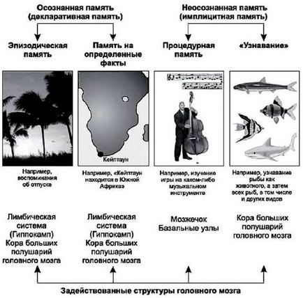 Пам'ять людини - довгострокова пам'ять