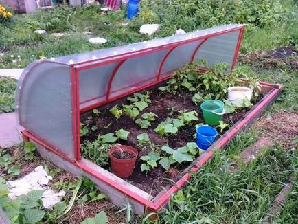 Greenhouse csiga újító saját kezével és a pillangó, breadbox üvegház és vélemények