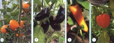 Пасльонові solanaceae - рослина, характеристика, особливості, ознаки, еволюція, будова,