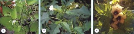 Пасльонові solanaceae - рослина, характеристика, особливості, ознаки, еволюція, будова,