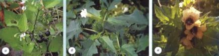 Pale solanaceae - plantă, caracteristică, trăsături, semne, evoluție, structură,