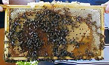 Bee fagure de miere