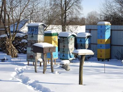 Albinele din luna februarie lucrează în furaj