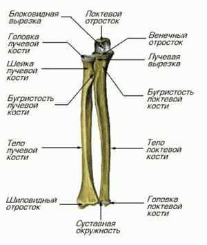 Перелом кісток передпліччя симптоми, діагностика, лікування