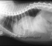 Первинні пухлини легень у кішок і собак