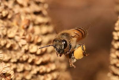 Пилок бджолиний застосування при різних захворюваннях - my life
