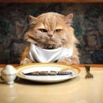 Харчування кастрованих котів і кішок сфінкс, сфінкс