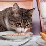 Харчування кастрованих котів і кішок сфінкс, сфінкс