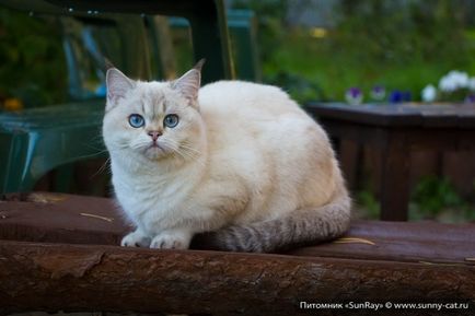 Cattery de pisici britanice sunray (sunbeam) - despre pepinieră, sunray - casă de pisici britanice