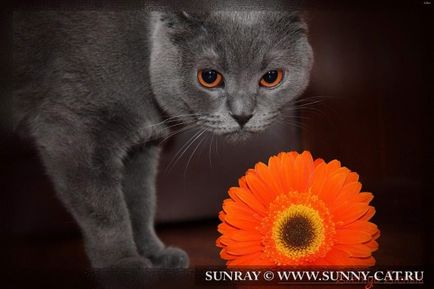 Cattery de pisici britanice sunray (sunbeam) - despre pepinieră, sunray - casă de pisici britanice