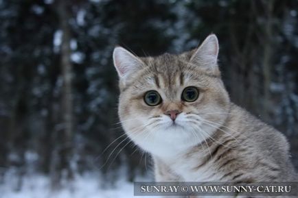 Cattery de pisici britanice sunray (sunbeam) - despre pepinieră, sunray - casă de pisici britanice