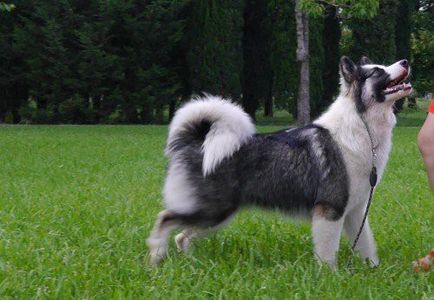 Kennel Yakutian husky, Anabara gyémánt