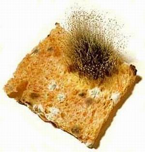 Чому не можна їсти гарячий хліб