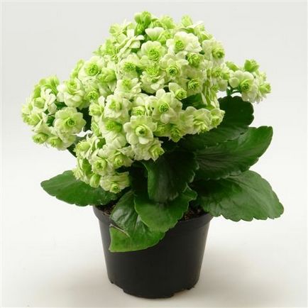 Miért ne virágok Kalanchoe (Kalanchoe) Miért ne virágok Kalanchoe