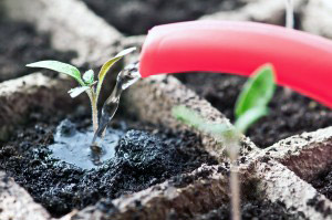 De ce tomatei de tomate întinse în primele zile de creștere, cum să remediați această situație