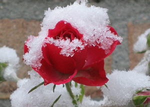 Pregătirea trandafirilor pentru iarnă în Siberia