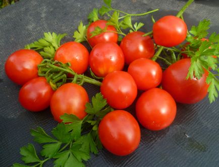 Підживлення томата під час плодоношення кращі засоби