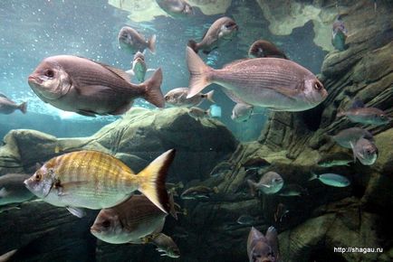 Krétán a Oceanárium autó Hersonissos, Agios Nikolaos