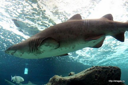 Krétán a Oceanárium autó Hersonissos, Agios Nikolaos