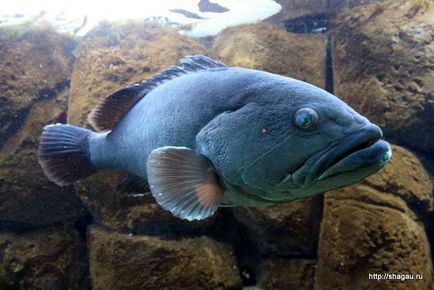 Krétán a Oceanárium autó Hersonissos, Agios Nikolaos