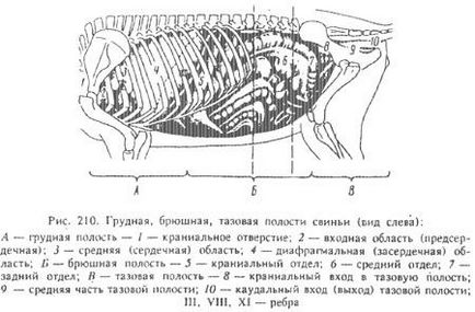 Cavitățile corpului animalelor - totul despre medicina veterinară