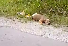 Jumătate de câine care trăia pe marginea drumului cu ultima forță și-a ridicat fața pentru a fi observat - info