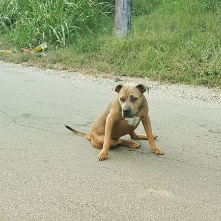 Jumătate de câine care trăia pe marginea drumului cu ultima forță și-a ridicat fața pentru a fi observat - info