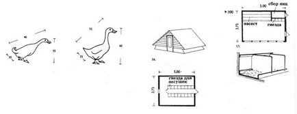 Ansambluri de păsări de curte și animale mici, arhitectura și design, director