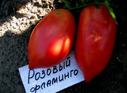 Tomato roz flamingo (30 pics) rosii, caracteristici, seminte, recenzii