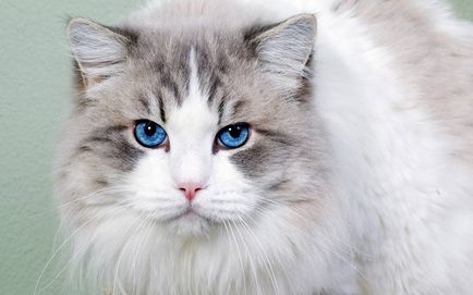 Rasa de pisici asus (pisica cu ochi albastru) fotografie si descriere a rasei, pretului si caracterului ochilor albaștri