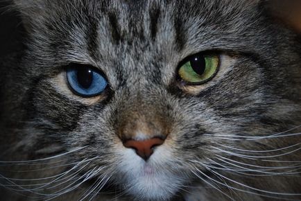 Порода кішок Охос азулес (блакитноока кішка) фото і опис породи, ціна і характер голубоглазка