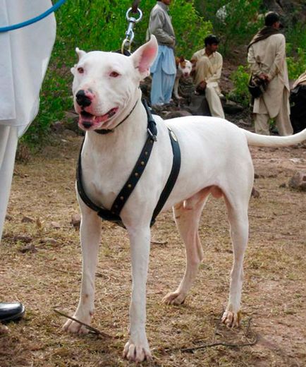 Dog breed gul dong un buldog pakistanez - o descriere și o descriere