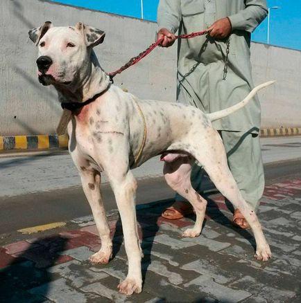 Dog breed gul dong un buldog pakistanez - o descriere și o descriere