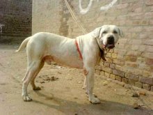 Kutyák ghoul dong pakisztáni Bulldog - jellemzők és leírás