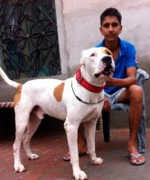 Dog breed gul dong un buldog pakistanez - o descriere și o descriere